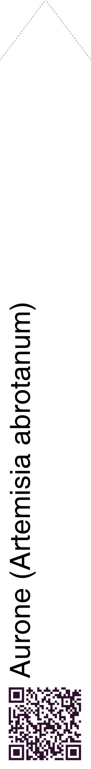 Étiquette de : Artemisia abrotanum - format c - style noire60_simplehel avec qrcode et comestibilité