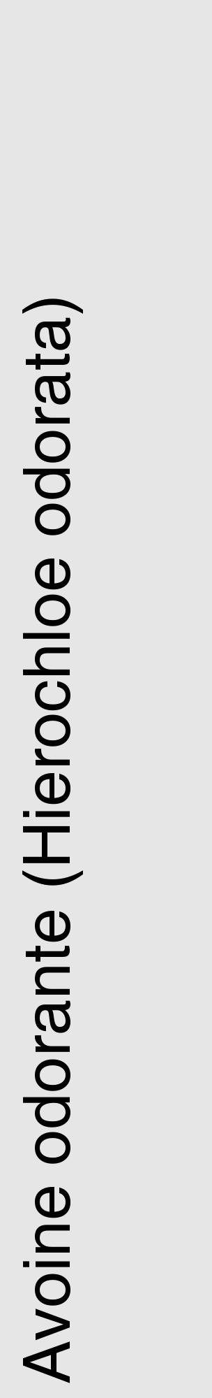 Étiquette de : Hierochloe odorata - format c - style noire18_basique_basiquehel avec comestibilité - position verticale