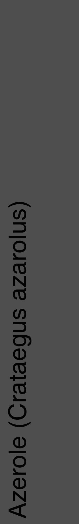 Étiquette de : Crataegus azarolus - format c - style noire33_basique_basiquehel avec comestibilité - position verticale