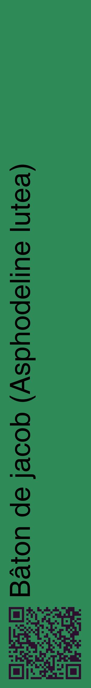 Étiquette de : Asphodeline lutea - format c - style noire11_basiquehel avec qrcode et comestibilité