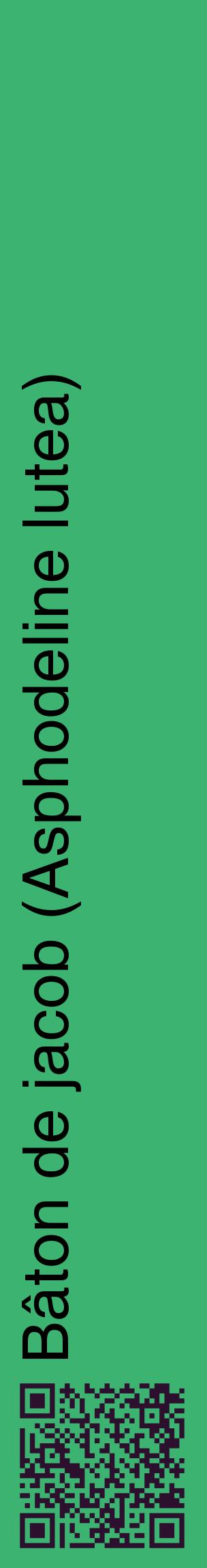 Étiquette de : Asphodeline lutea - format c - style noire12_basiquehel avec qrcode et comestibilité