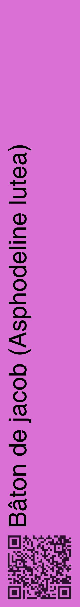 Étiquette de : Asphodeline lutea - format c - style noire52_basiquehel avec qrcode et comestibilité