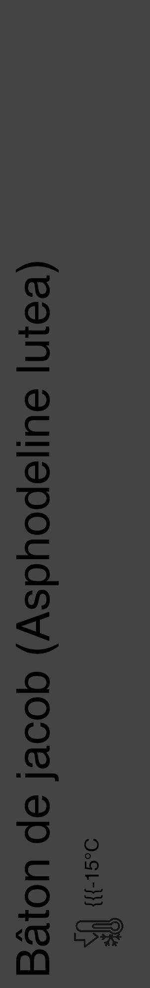 Étiquette de : Asphodeline lutea - format c - style noire48_basique_basiquehel avec comestibilité - position verticale