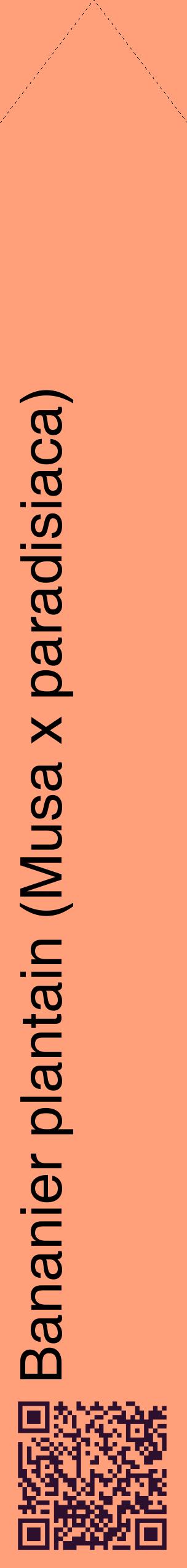 Étiquette de : Musa x paradisiaca - format c - style noire39_simplehel avec qrcode et comestibilité