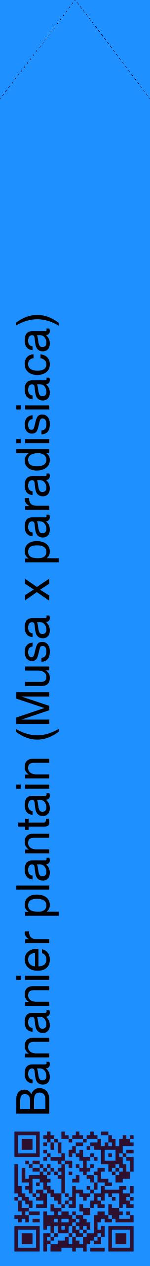 Étiquette de : Musa x paradisiaca - format c - style noire3_simplehel avec qrcode et comestibilité