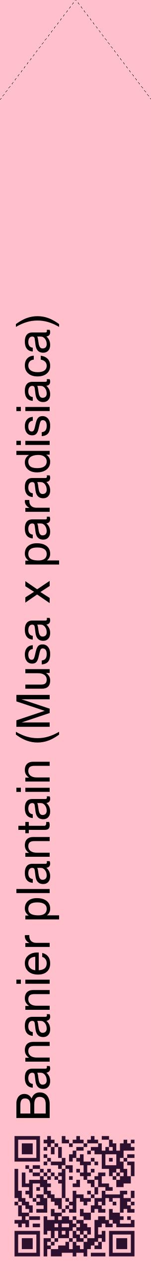 Étiquette de : Musa x paradisiaca - format c - style noire40_simplehel avec qrcode et comestibilité