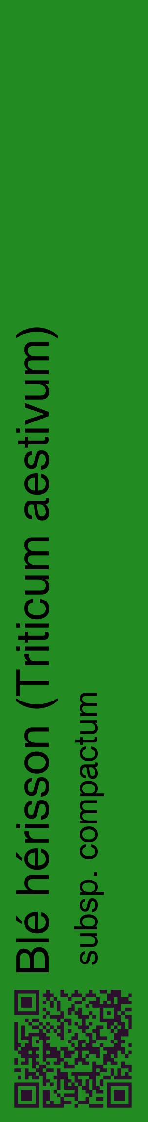 Étiquette de : Triticum aestivum subsp. compactum - format c - style noire10_basiquehel avec qrcode et comestibilité