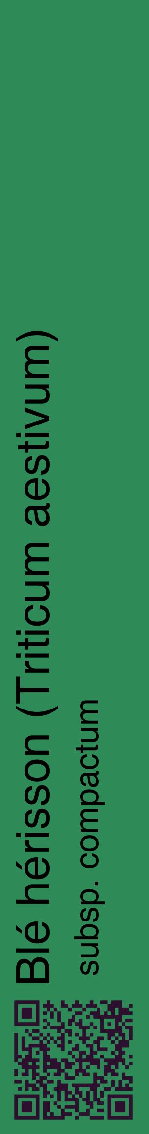 Étiquette de : Triticum aestivum subsp. compactum - format c - style noire11_basiquehel avec qrcode et comestibilité