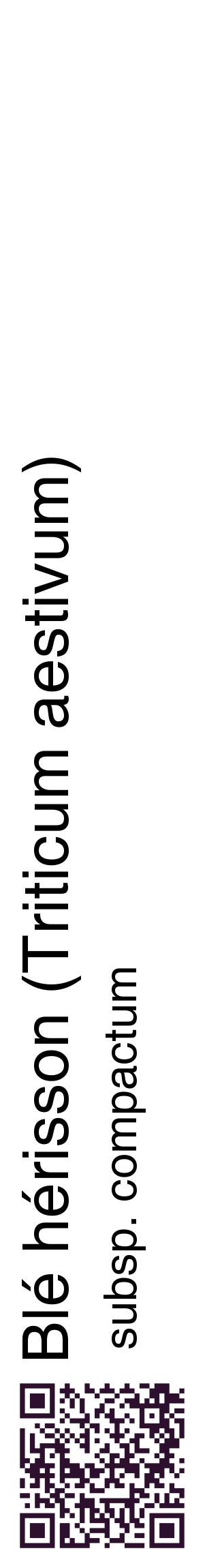 Étiquette de : Triticum aestivum subsp. compactum - format c - style noire60_basiquehel avec qrcode et comestibilité