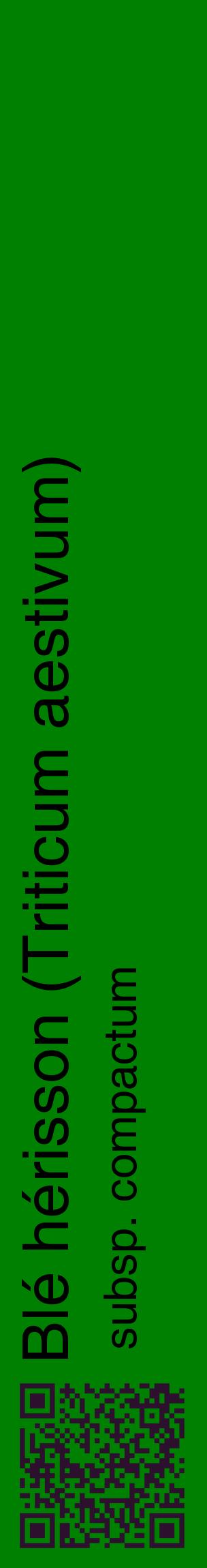 Étiquette de : Triticum aestivum subsp. compactum - format c - style noire9_basiquehel avec qrcode et comestibilité