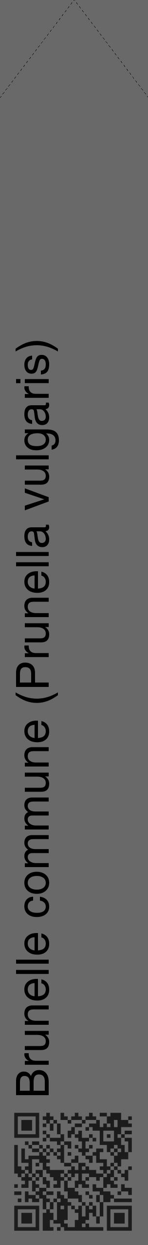 Étiquette de : Prunella vulgaris - format c - style noire51_simple_simplehel avec qrcode et comestibilité - position verticale