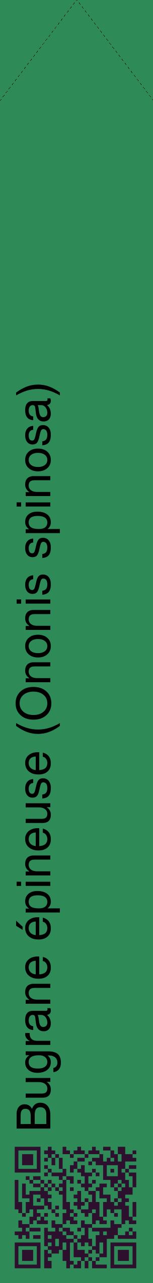 Étiquette de : Ononis spinosa - format c - style noire11_simplehel avec qrcode et comestibilité