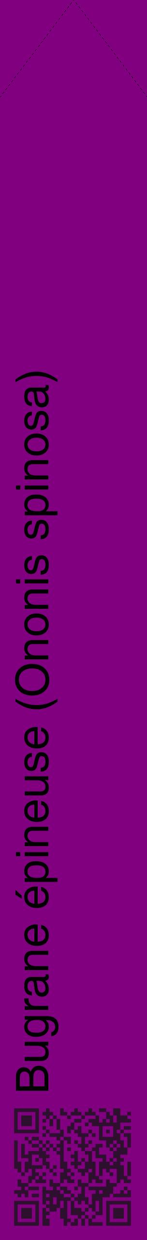 Étiquette de : Ononis spinosa - format c - style noire46_simplehel avec qrcode et comestibilité