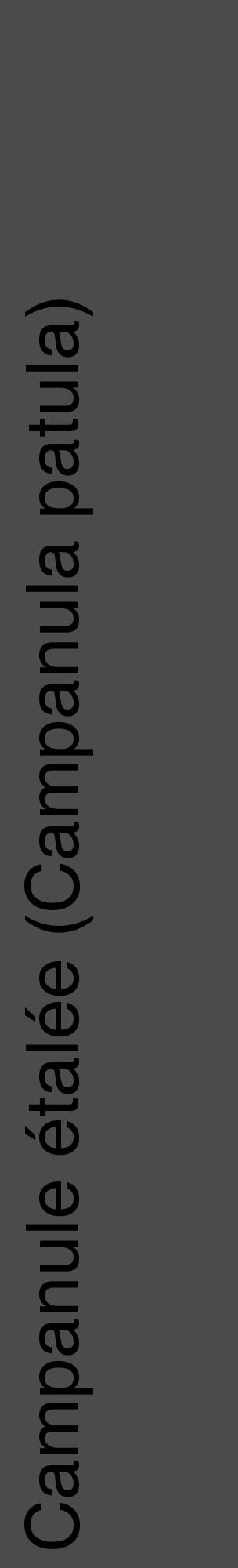 Étiquette de : Campanula patula - format c - style noire9_basique_basiquehel avec comestibilité - position verticale