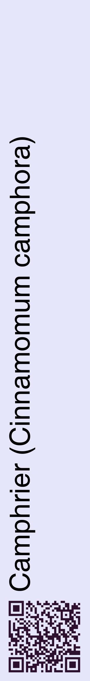 Étiquette de : Cinnamomum camphora - format c - style noire55_basiquehel avec qrcode et comestibilité