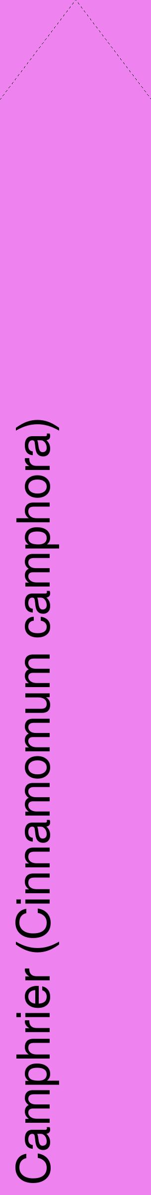 Étiquette de : Cinnamomum camphora - format c - style noire53_simplehel avec comestibilité