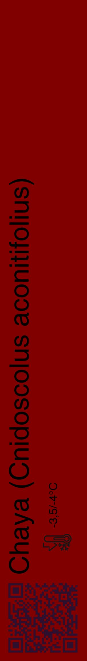 Étiquette de : Cnidoscolus aconitifolius - format c - style noire29_basique_basiquehel avec qrcode et comestibilité - position verticale
