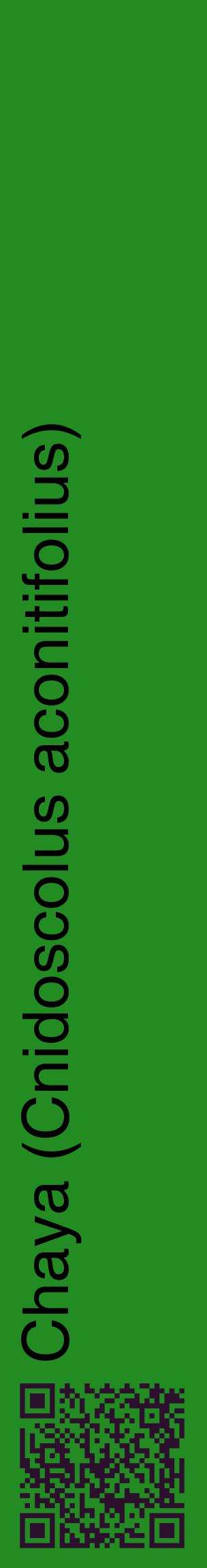 Étiquette de : Cnidoscolus aconitifolius - format c - style noire10_basiquehel avec qrcode et comestibilité