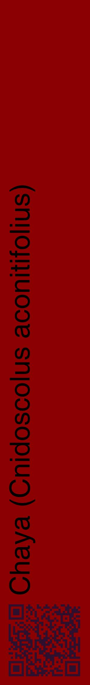 Étiquette de : Cnidoscolus aconitifolius - format c - style noire34_basiquehel avec qrcode et comestibilité
