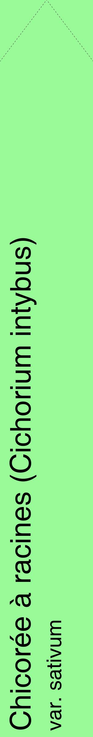Étiquette de : Cichorium intybus var. sativum - format c - style noire14_simplehel avec comestibilité