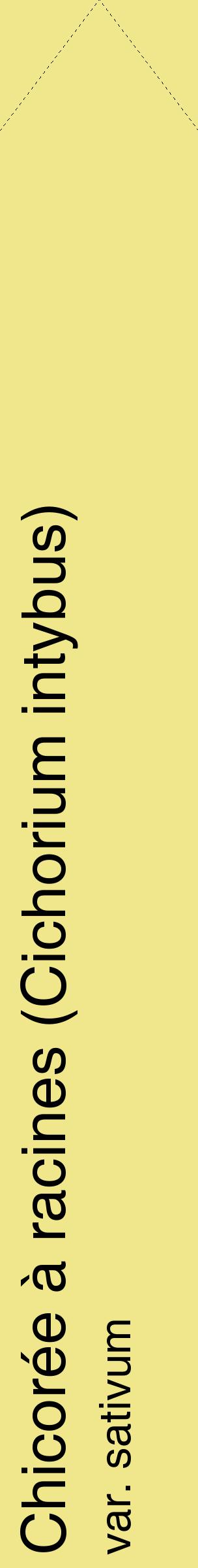 Étiquette de : Cichorium intybus var. sativum - format c - style noire20_simplehel avec comestibilité