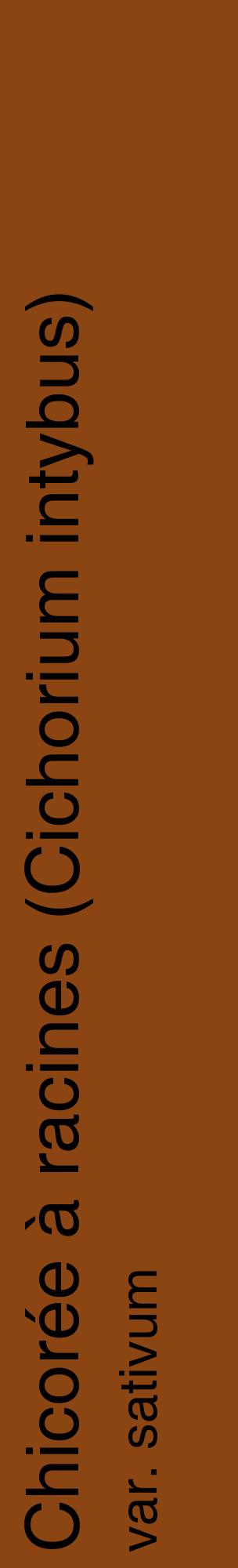 Étiquette de : Cichorium intybus var. sativum - format c - style noire30_basiquehel avec comestibilité