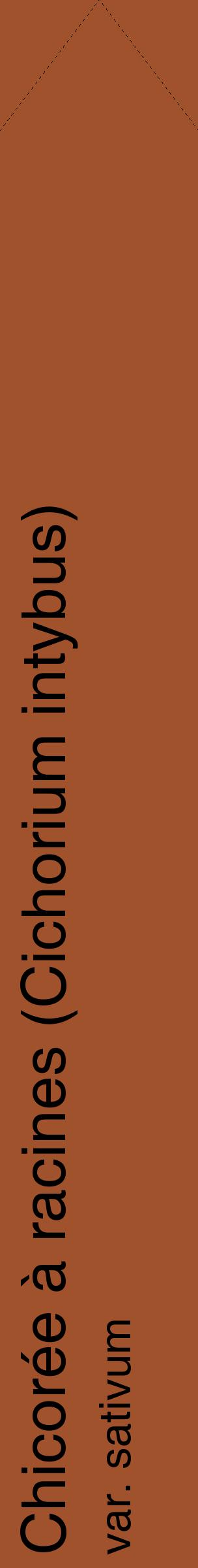 Étiquette de : Cichorium intybus var. sativum - format c - style noire32_simplehel avec comestibilité