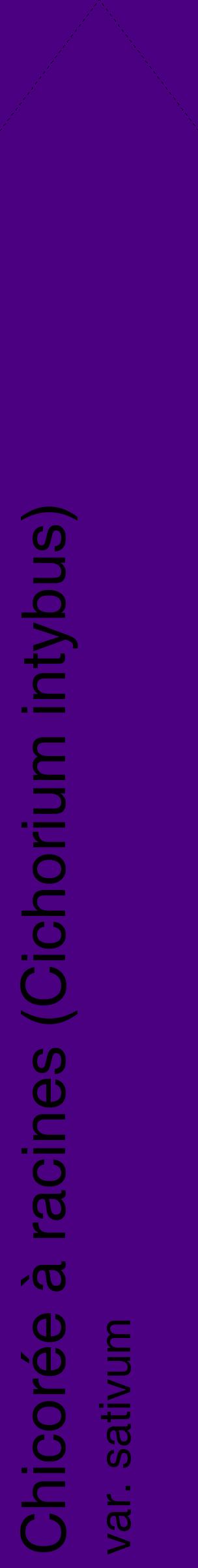 Étiquette de : Cichorium intybus var. sativum - format c - style noire47_simplehel avec comestibilité