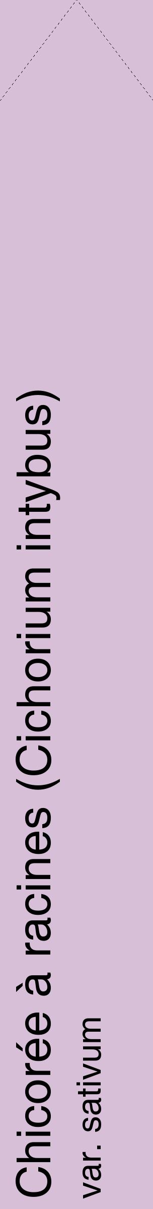 Étiquette de : Cichorium intybus var. sativum - format c - style noire54_simplehel avec comestibilité