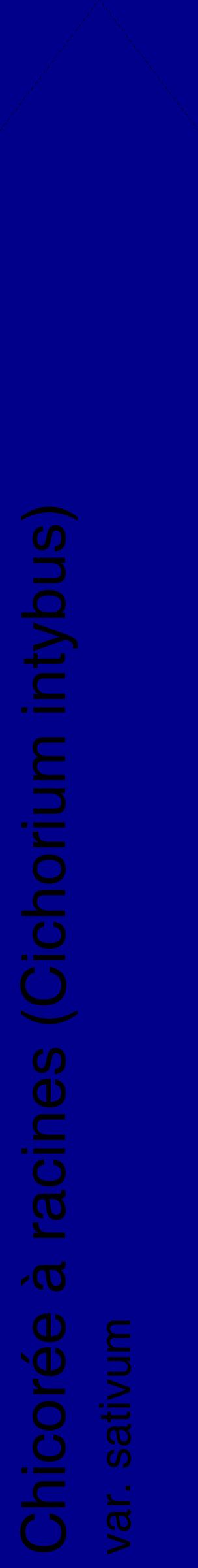 Étiquette de : Cichorium intybus var. sativum - format c - style noire7_simplehel avec comestibilité