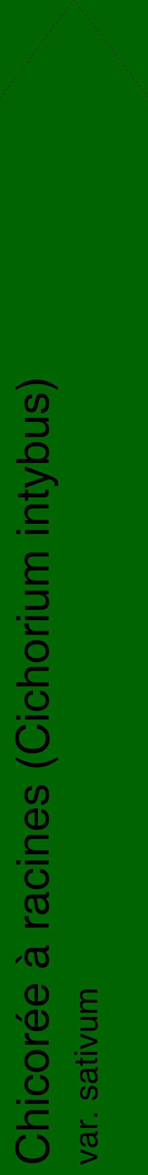 Étiquette de : Cichorium intybus var. sativum - format c - style noire8_simplehel avec comestibilité