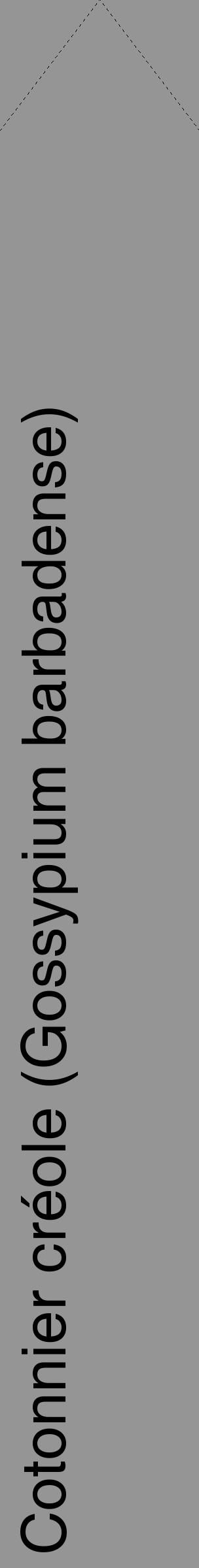 Étiquette de : Gossypium barbadense - format c - style noire16_simple_simplehel avec comestibilité - position verticale
