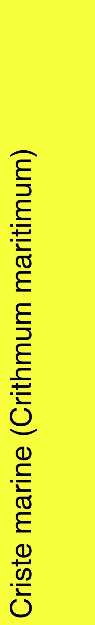 Étiquette de : Crithmum maritimum - format c - style noire18_basiquehel avec comestibilité