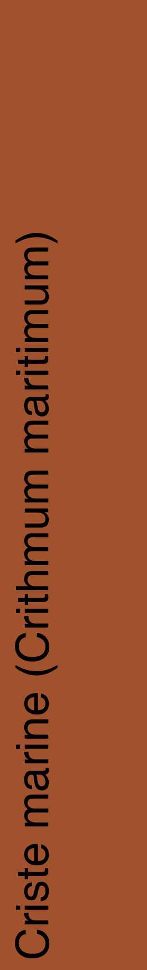 Étiquette de : Crithmum maritimum - format c - style noire32_basiquehel avec comestibilité