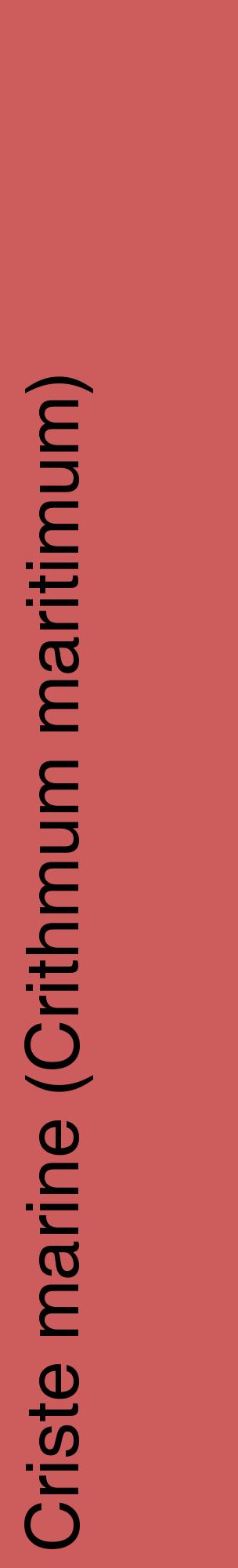 Étiquette de : Crithmum maritimum - format c - style noire35_basiquehel avec comestibilité