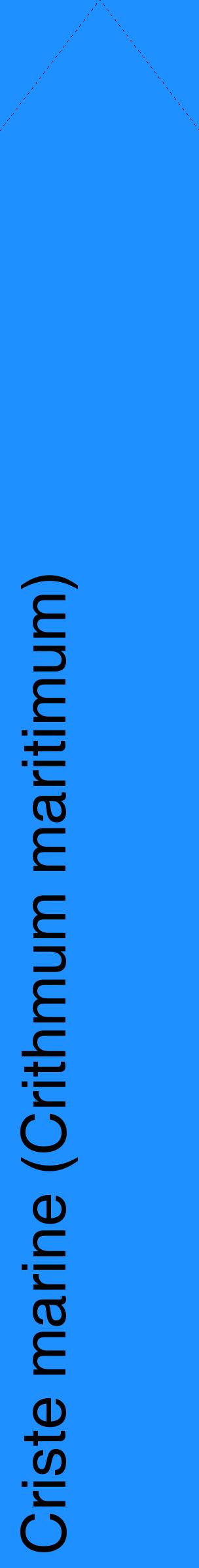 Étiquette de : Crithmum maritimum - format c - style noire3_simplehel avec comestibilité