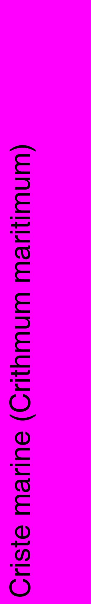 Étiquette de : Crithmum maritimum - format c - style noire51_basiquehel avec comestibilité