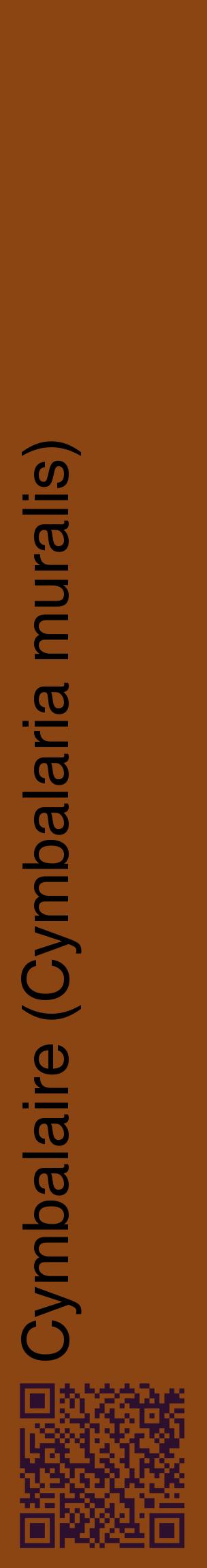Étiquette de : Cymbalaria muralis - format c - style noire30_basiquehel avec qrcode et comestibilité