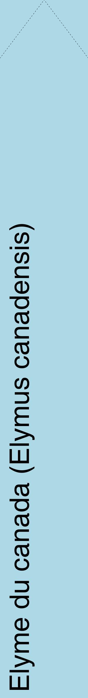 Étiquette de : Elymus canadensis - format c - style noire0_simplehel avec comestibilité