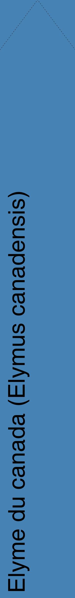 Étiquette de : Elymus canadensis - format c - style noire5_simplehel avec comestibilité