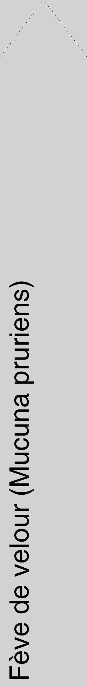 Étiquette de : Mucuna pruriens - format c - style noire56_simplehel avec comestibilité