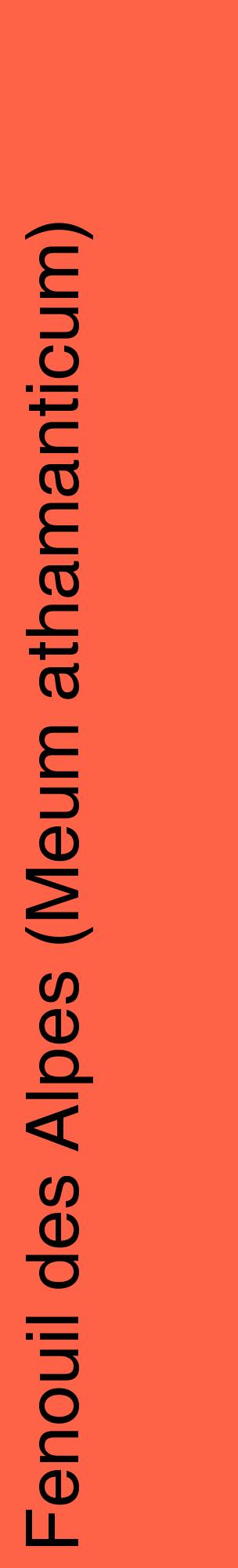 Étiquette de : Meum athamanticum - format c - style noire25_basiquehel avec comestibilité