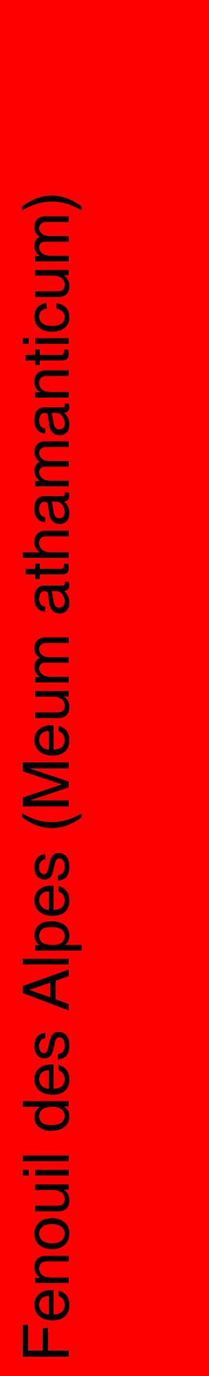Étiquette de : Meum athamanticum - format c - style noire27_basiquehel avec comestibilité