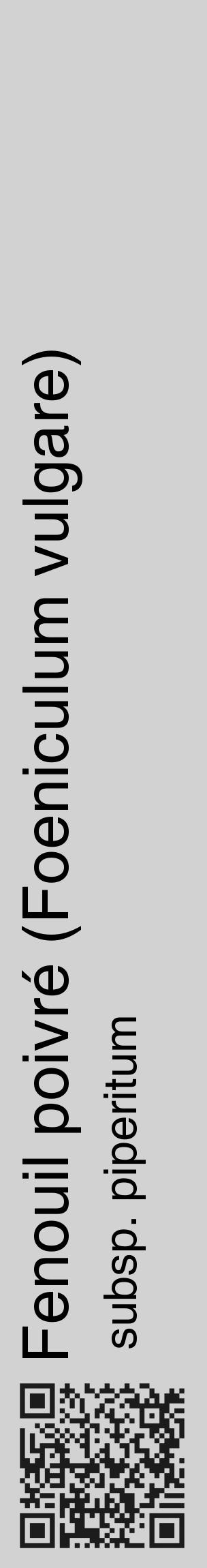 Étiquette de : Foeniculum vulgare subsp. piperitum - format c - style noire14_basique_basiquehel avec qrcode et comestibilité - position verticale