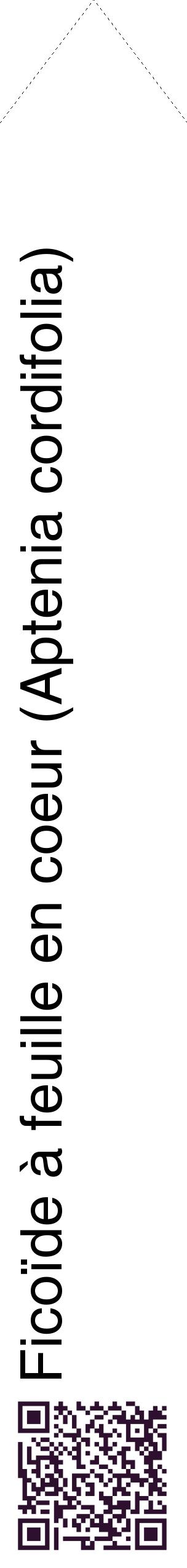 Étiquette de : Aptenia cordifolia - format c - style noire60_simplehel avec qrcode et comestibilité