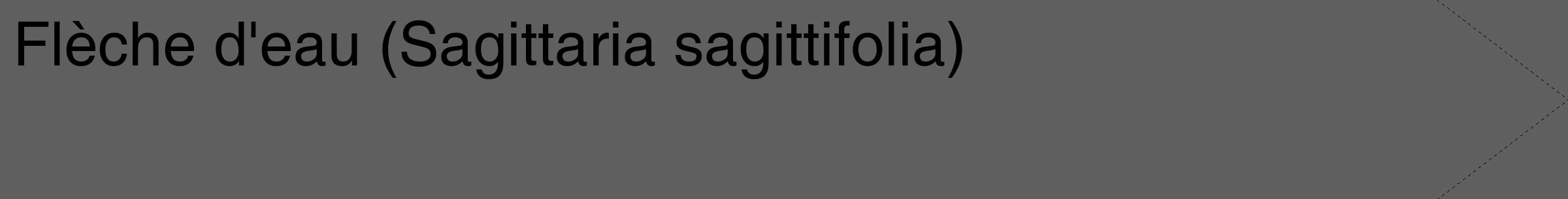 Étiquette de : Sagittaria sagittifolia - format c - style noire10_simple_simplehel avec comestibilité
