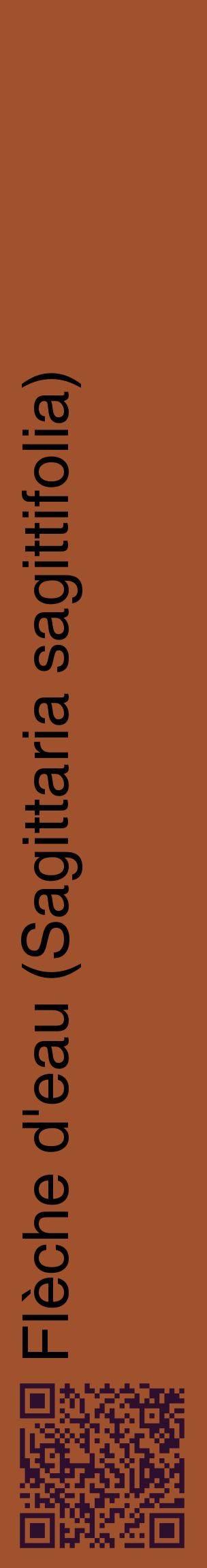 Étiquette de : Sagittaria sagittifolia - format c - style noire32_basiquehel avec qrcode et comestibilité