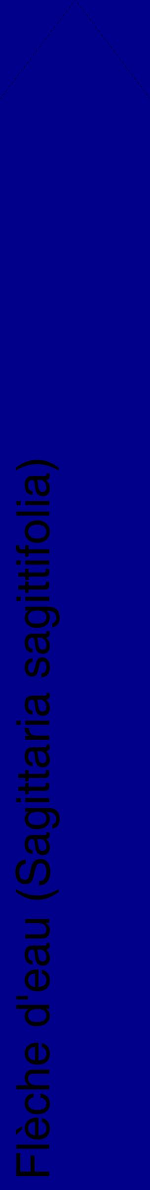 Étiquette de : Sagittaria sagittifolia - format c - style noire7_simplehel avec comestibilité