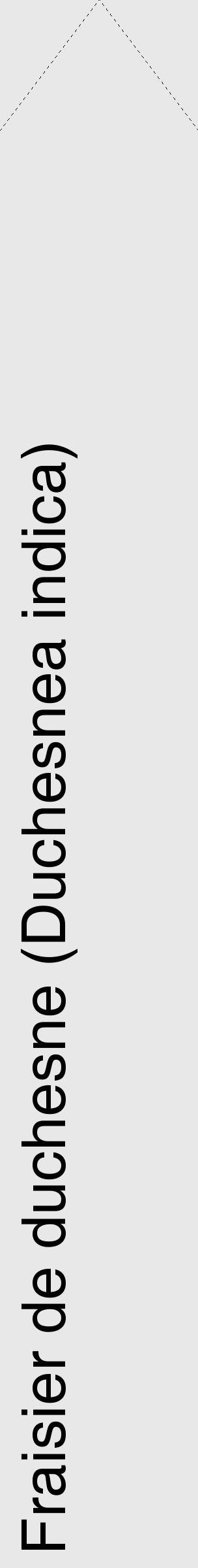Étiquette de : Duchesnea indica - format c - style noire55_simple_simplehel avec comestibilité - position verticale