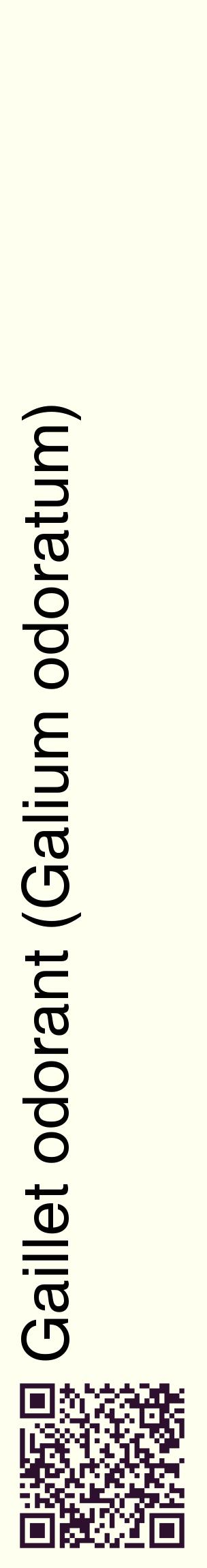 Étiquette de : Galium odoratum - format c - style noire19_basiquehel avec qrcode et comestibilité
